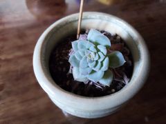 -曲阳花鸟市场(曲阳路店)
