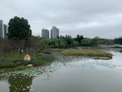 -映月湖公园