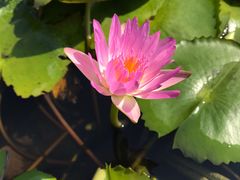 -上海滨江森林公园