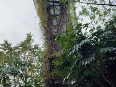 -福道