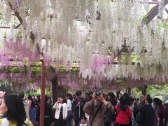 -嘉定紫藤园