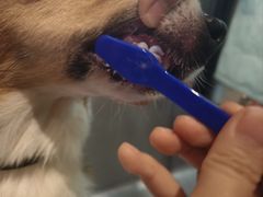 -PETKIT小佩宠物·低压洗护(国顺东路店)