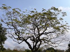 -中国科学院西双版纳热带植物园
