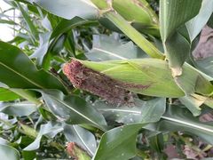 -南汇新场正宗水蜜桃采摘