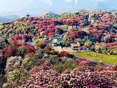 -贵州百里杜鹃风景名胜区