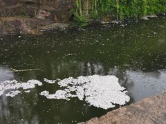 -水绘园
