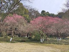 -杭州植物园