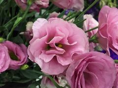 -Butchart布查德鲜花(花艺设计中心)