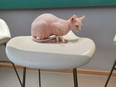 -飞行喵MR PILOT|猫舍·猫咖(静安大融城店)