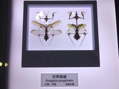 -上海昆虫博物馆