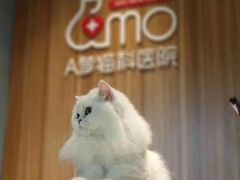 -御宝贝·A梦猫科宠物医院(国际猫友好医院)