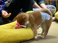 -逗柴咖啡屋·狗咖猫咖宠物桌游
