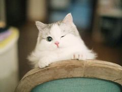 -L猪扒包(天河购书中心店)