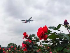 -空港花田景区
