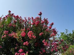 -武汉紫薇都市田园