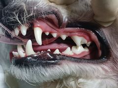-博特宠物医院24h犬猫全科.骨科·异宠
