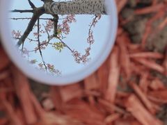 -顾村公园