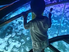 -海合安成都极地海洋公园