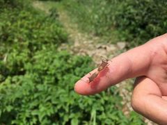 打屁虫-看见远方·莫干遥远的山民宿