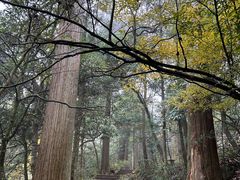 -天目山大树王景区