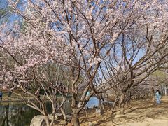 -大望京公园