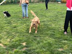 -趣玩宠物乐园寄养训犬训狗游泳池