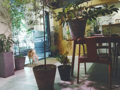 -柴务处·柴犬主题狗咖