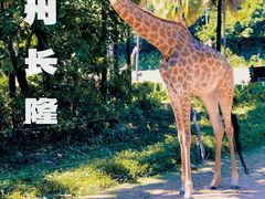 -广州长隆野生动物世界