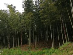 -宁波浙东大竹海景区