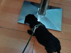 -小叮当动物医院·骨科·眼科