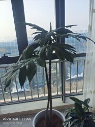 -HEYAN荷妍专业脱毛连锁机构