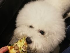 -百好乐宠物友好餐厅(朝外大街店)