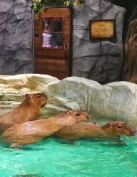 -Zoolung Zoolung动物主题公园(海信广场店)