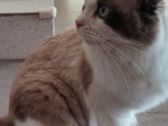 -飞行喵MR PILOT|猫舍·猫咖(静安大融城店)