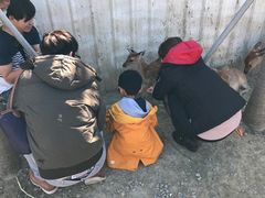 -鹿境梅花鹿生态园区