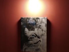 -猫爷宠物生活馆·撸猫馆