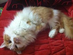 -彩虹桥宠物火化殡葬善终服务(金乐大厦店)