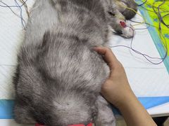 -美联众合动物医院·24h转诊中心