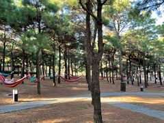 -东海森林温泉度假酒店