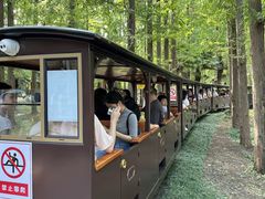 -黄海国家森林公园