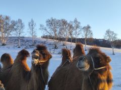 -塞罕坝国家级自然保护区