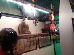 -猫咪博物馆(顶澳仔猫街店)