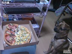 看我家狗狗馋的-大象厨房(重庆道店)