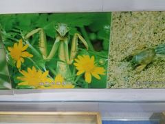 -上海昆虫博物馆