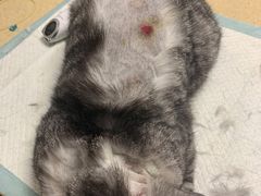 -安安宠医·安宠宠物医院