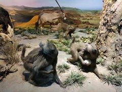 -国家自然博物馆