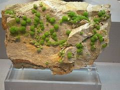 -湖南省地质博物馆