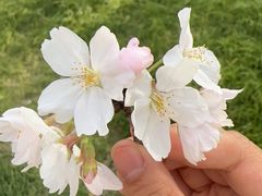-高东镇樱花园