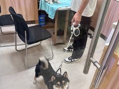 -瑞鹏宠物医院·猫科·宠保定点(梅溪湖分院)