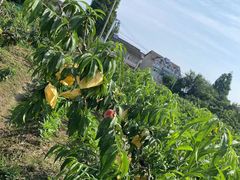 -南汇新场正宗水蜜桃采摘